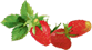 w-strawberry